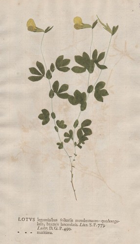 Lotus maritimus spargelerbse - maritimus,