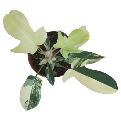 Philodendron florida beauty - philodendron,