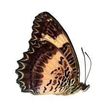 LEPIDOPTERA, NYMPHALIDAE