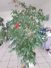 Ficus benjamini "Exotica" ca.1 80 cm hoch mi,1 Pflanze Birkenfeige Zimmerpflanze