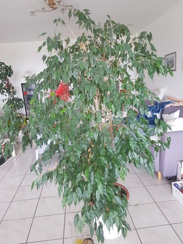 Ficus benjamini exotica ca 1 - ficus, "exotica"