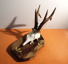 Rehbock Gehörn Geweih Reh