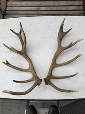 20 Ender Gerade Abwurfstangen Geweih Rothirsch Hirschgeweih