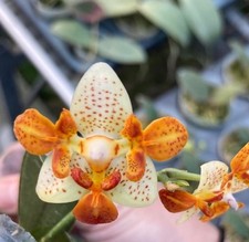 Original phal phalaenopsis - phal,