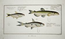 c1790 Fische Salmler Kolorierter Kupfer Hennig Salmo melanurus, groenlandicus...