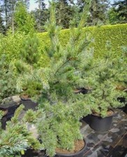 Pinus parviflora Tempelhof - Mädchenkiefer - 40-50 cm