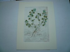 Gundelrebe, anno 1543, Holzschnitt, Leonhart Fuchs Leonhart Fuchs