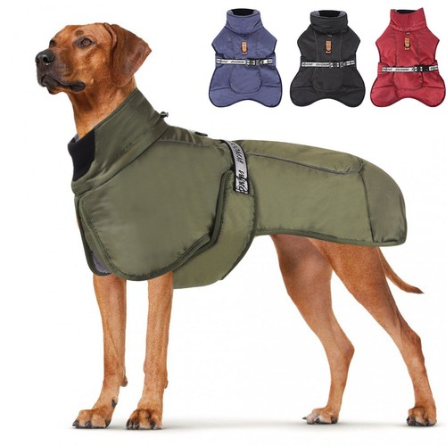 Großer hund outdoor winter - hund,