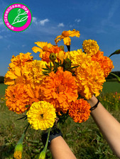 Tagetes bunt hohe mischung - hohe,