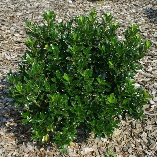 Stechpalme ilex heckenpracht - ilex,