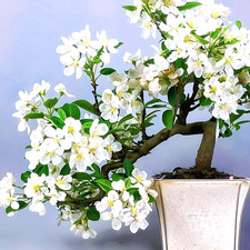 65x bonsai samen - 65x,