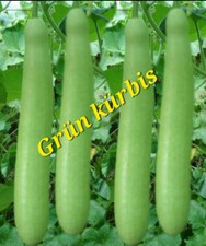 Arabische 5 Kerne Grün