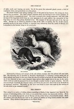 Iltis Frettchen Zorilla HOLZSTICHE von 1866 Polecat Ferret Striped polecat