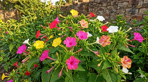 1000 samen wunderblume - 1000,