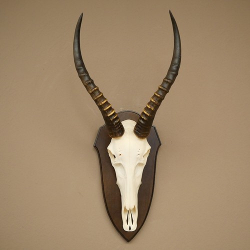 Blessbock damaliscus - blessbock, (damaliscus