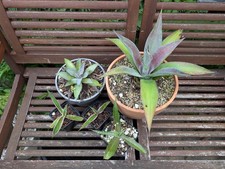 Mangaven Konvolut, mission to mars, silver fox, Kaleidoscope, Manfreda x Agave