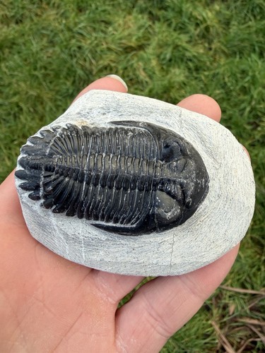 Hollardops trilobit fossil - hollardops,