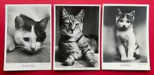 3 x Foto AK um 1940 Katze