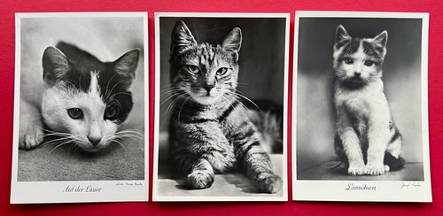 Foto um 1940 katze - x,