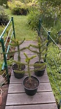 1 x Araucaria Araucana - Schmucktanne - Chilenische Andentanne Affenbaum.