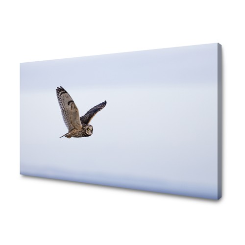 Leinwandbild tiere eul - leinwandbild,