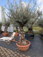 Olea europaea 180–240cm Olivenbaum knorriger Stamm Dekoschale winterhart Pflanz