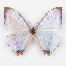 Morpho Lympharis Selenaris ♂