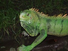 LEGUAN Deko Figur Reptilien
