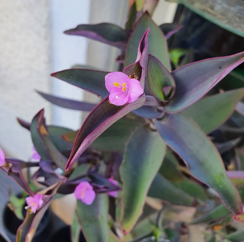 Tradescantia pallida blue - tradescantia, "blue