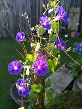 Prunkwinde ( Ipomoea purpurea) Trichterwinde Samen Permakulturhof  Bauerngarten