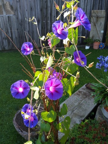 Prunkwinde - ipomoea, purpurea)