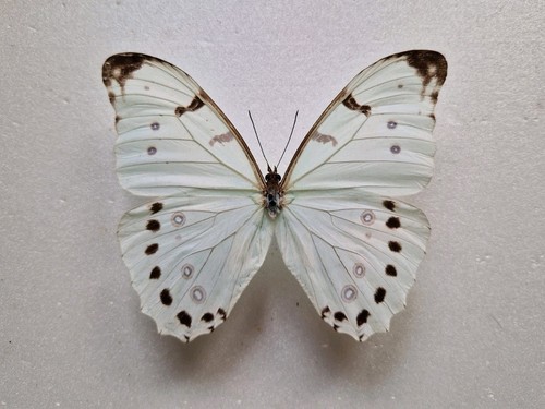 Morpho luna male - luna,