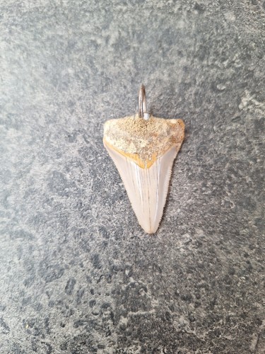 Indo megalodon zahn tooth - megalodon,