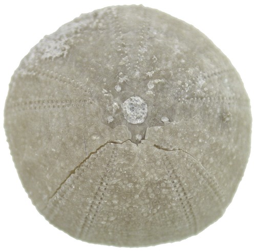 Kreide codiopsis lorini - kreide,
