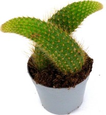 Hildewintera colademononis