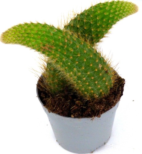 Hildewintera colademononis - ,