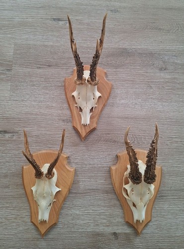 Geweih trophäen gehörn deko - geweih,