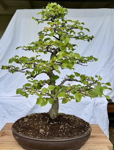 Bonsai hainbuche carpinus - bonsai, `carpinus