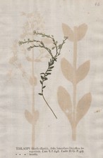 Thlaspi Hellerkräuter