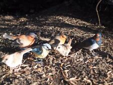 Vogel Deko Figur lebensecht Spatz Meise Schwalbe Fink Zaunkönig  Hotant NEUHEIT