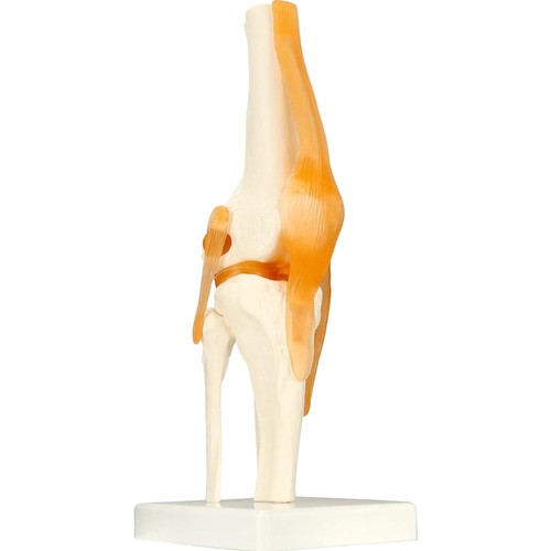 Kniegelenk modell anatomie - modell,