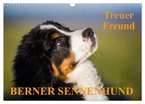 Treuer freund berner - freund,