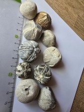 10 Versteinerte Seeigel