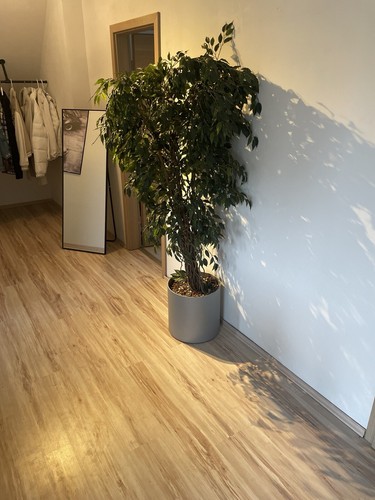 Künstlicher benjamin ficus - künstlicher,
