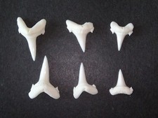 Lachshai (Lamna ditropis) - 6 echte Haizähne (Hai, Zahn, Gebiss) #1