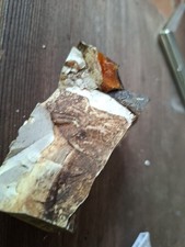 Fossilien ? Fundstück