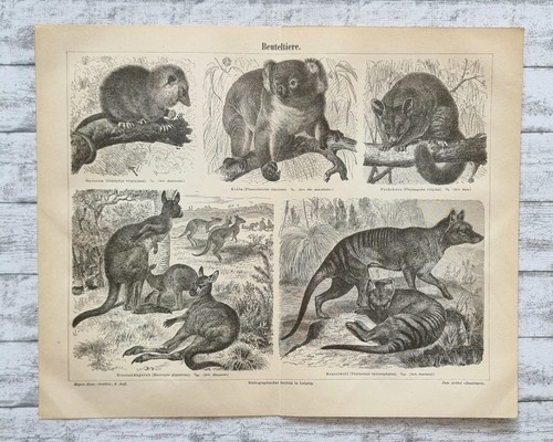 Beuteltiere koala opossum - beuteltiere,