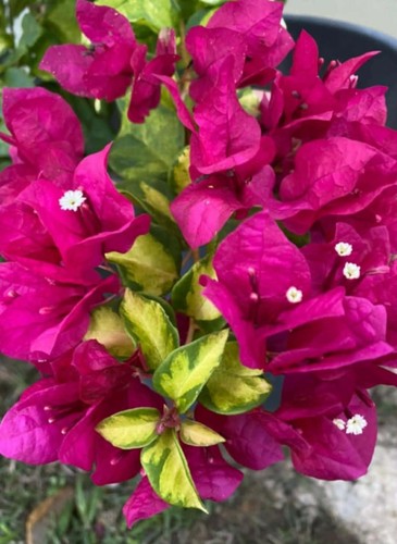 Bougainvillea-Welt