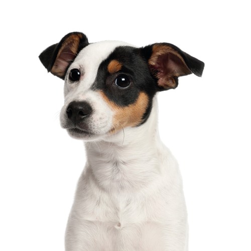 Fensterbild jack russell - fensterbild,