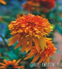 Sonnenhut Blumen Blumentopf